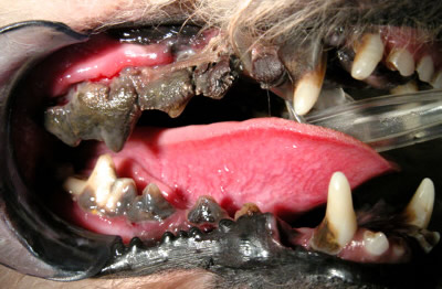 Pet dentistry unhealthy teeth